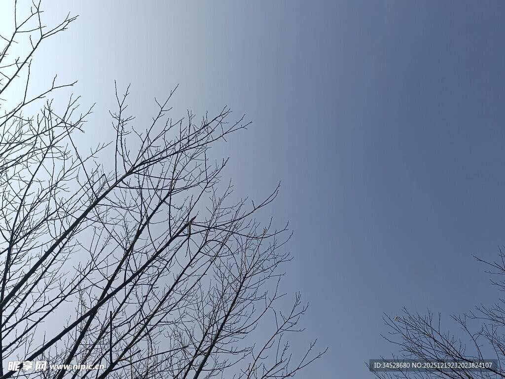 冬日光秃树枝与蓝天