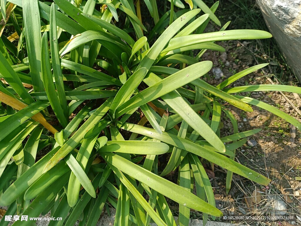 翠绿细长叶片的植物
