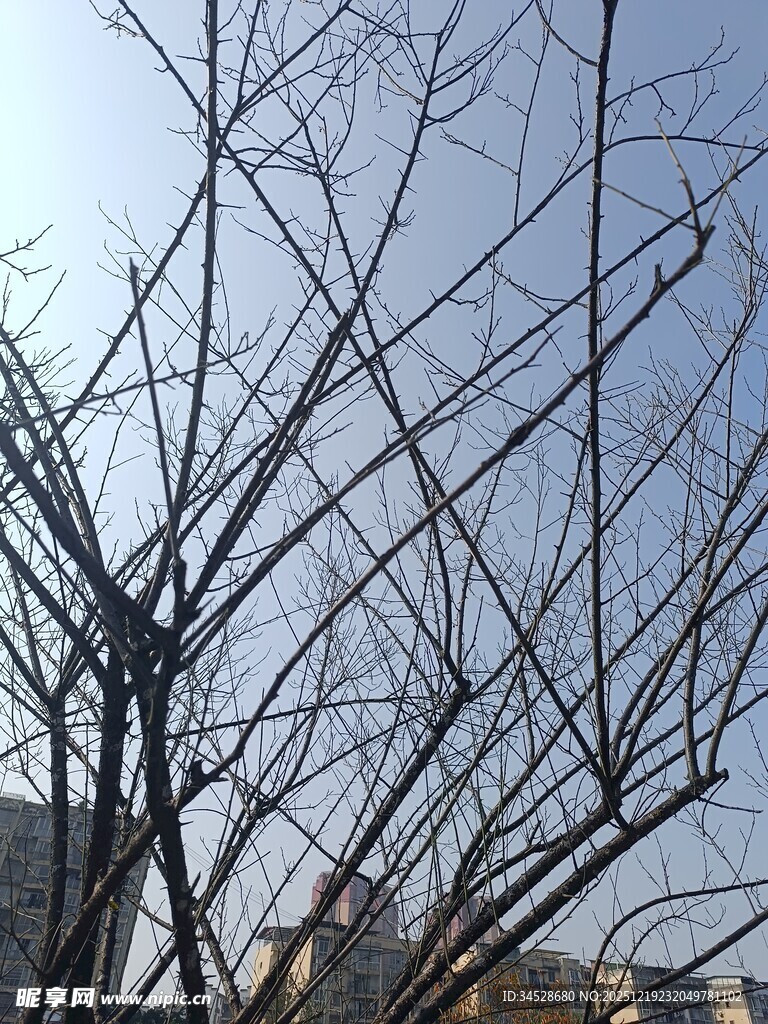 冬日光秃树枝景象