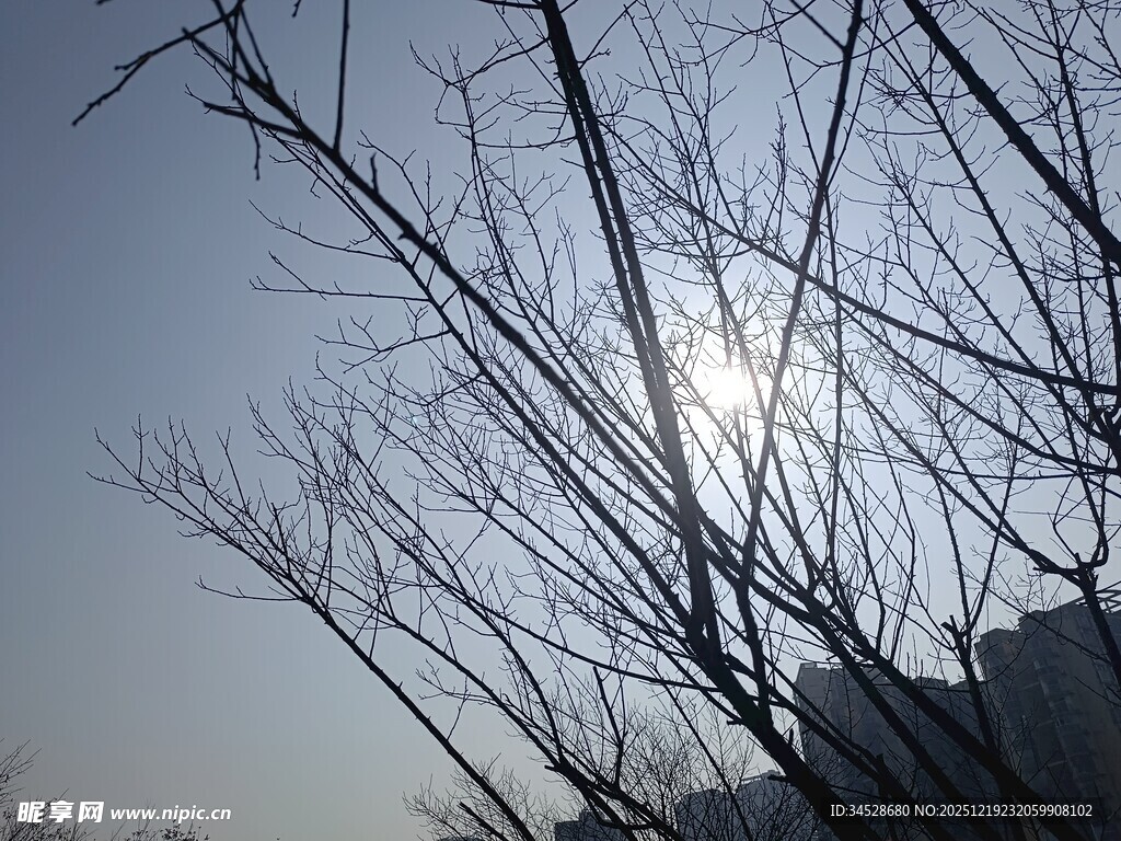 冬日光秃树枝与暖阳