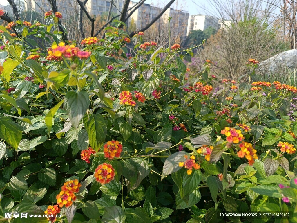 鲜艳花丛绽放生机