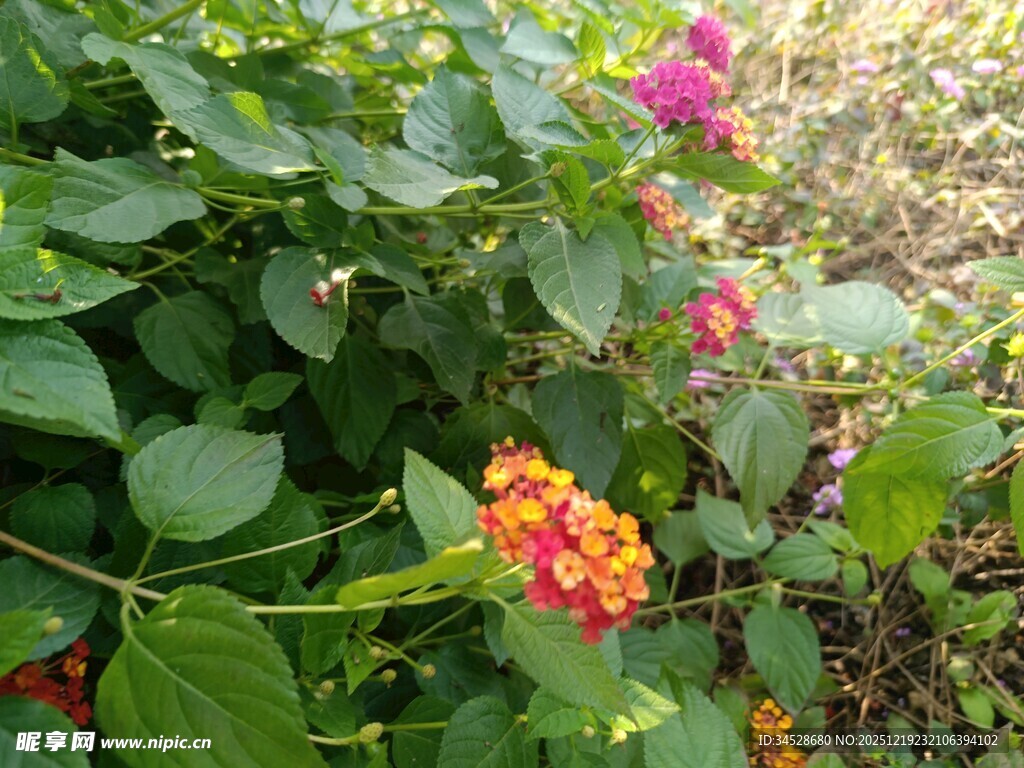 多彩花卉绽放于绿叶间