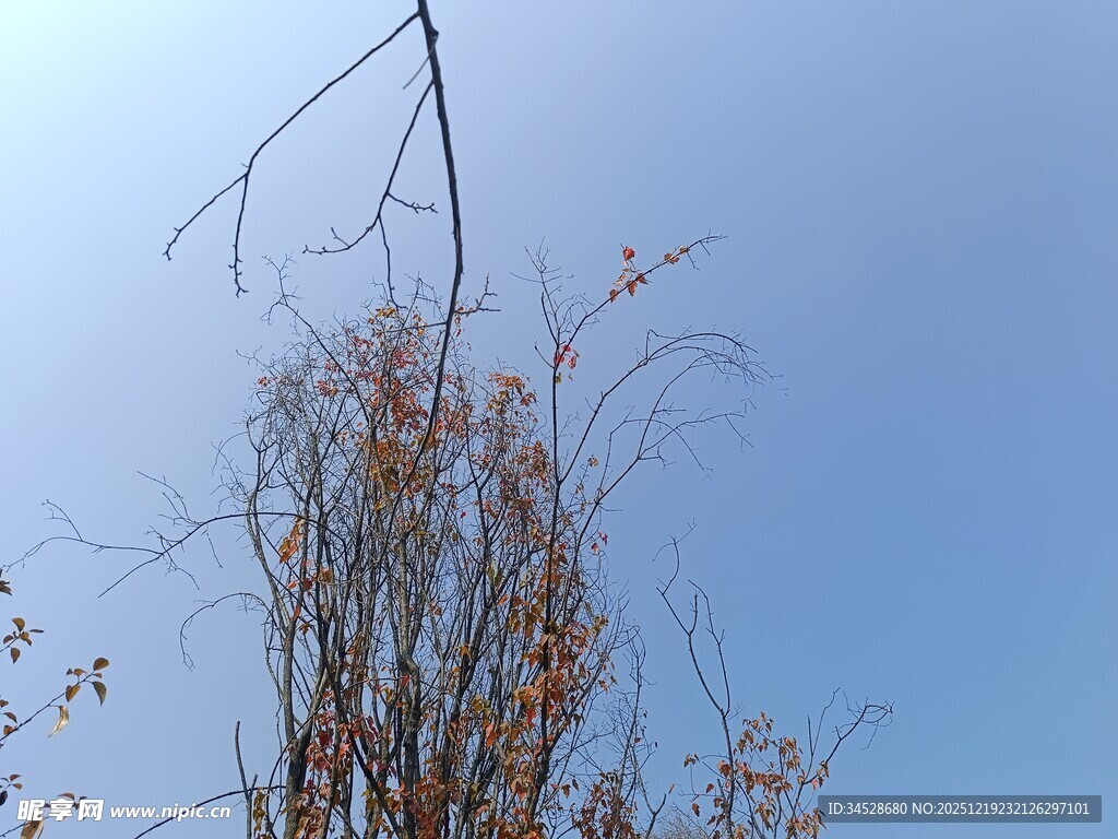 秋日枯树映蓝天
