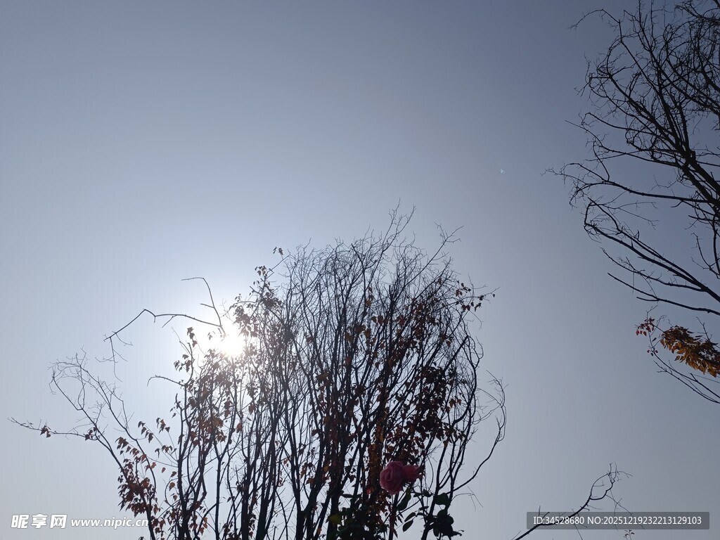 冬日枯树与暖阳景象