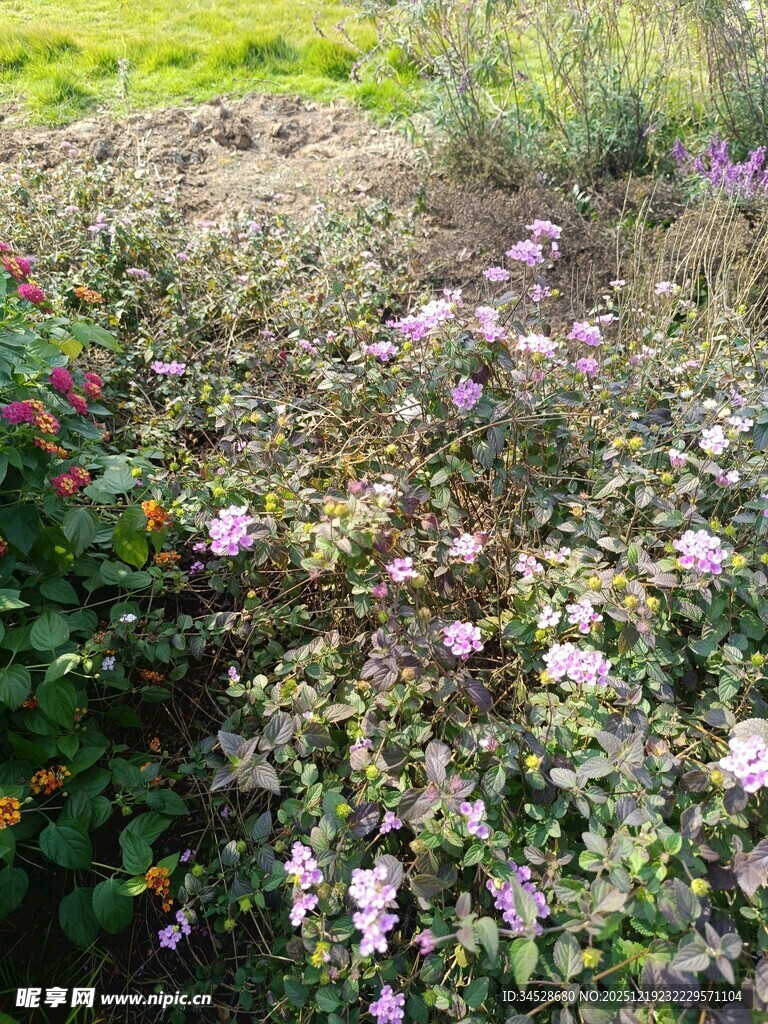 野外绽放的多彩小花