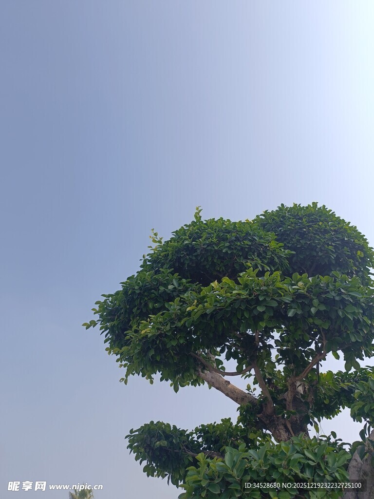 造型独特的盆景树