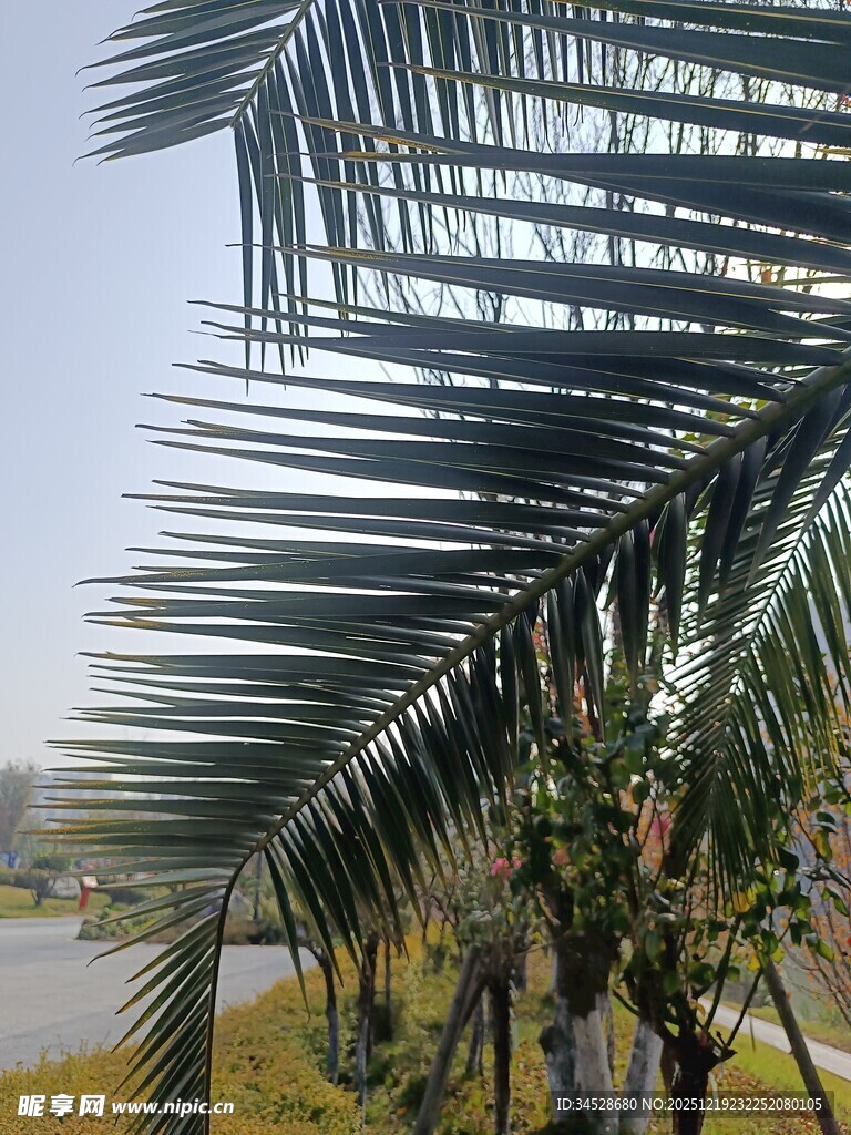 路边的挺拔棕榈树