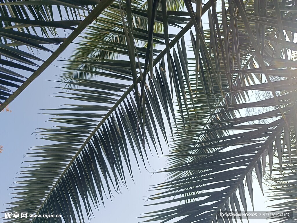 阳光下的棕榈叶