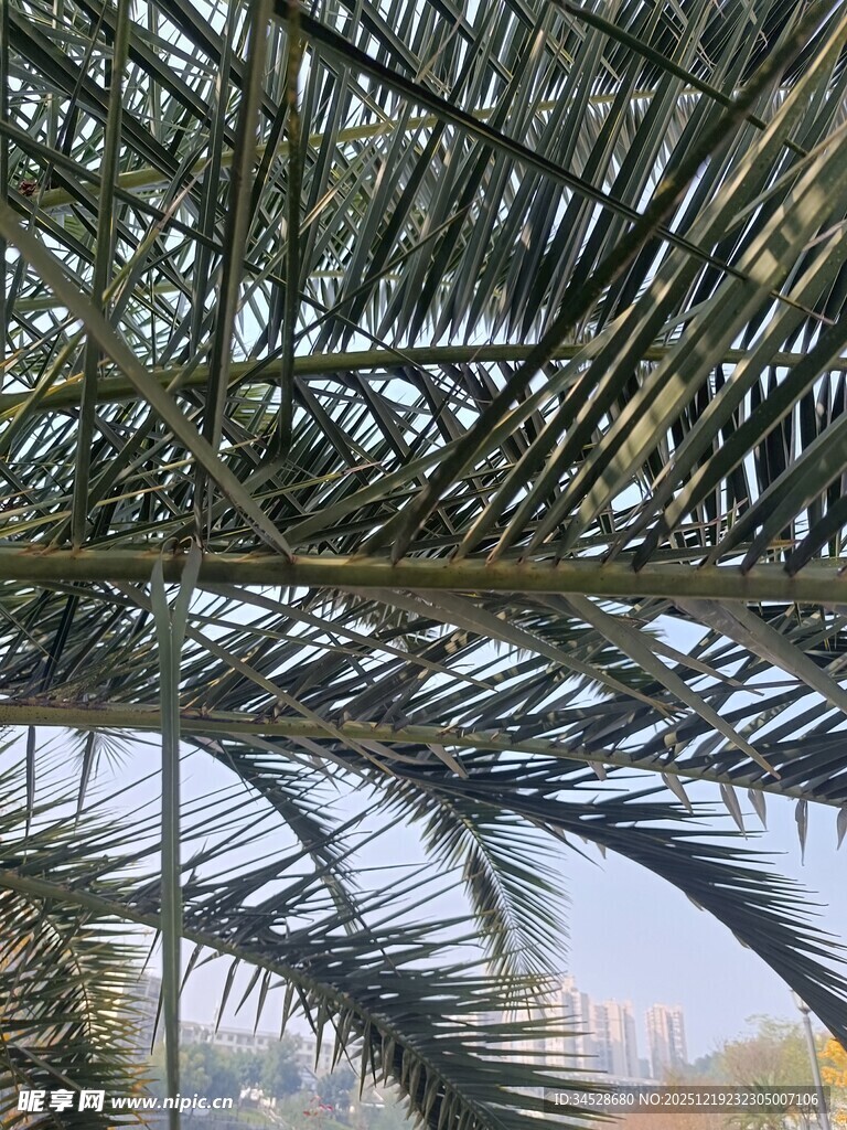仰视下的棕榈树枝叶景观