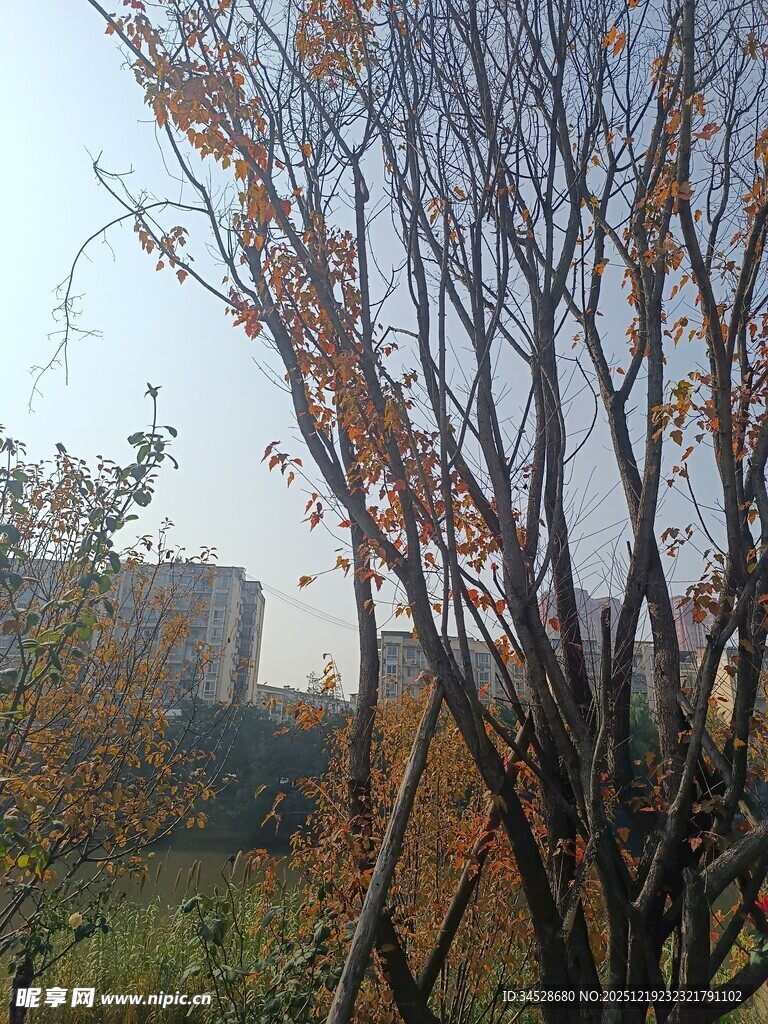 秋日枯树与远处建筑景观