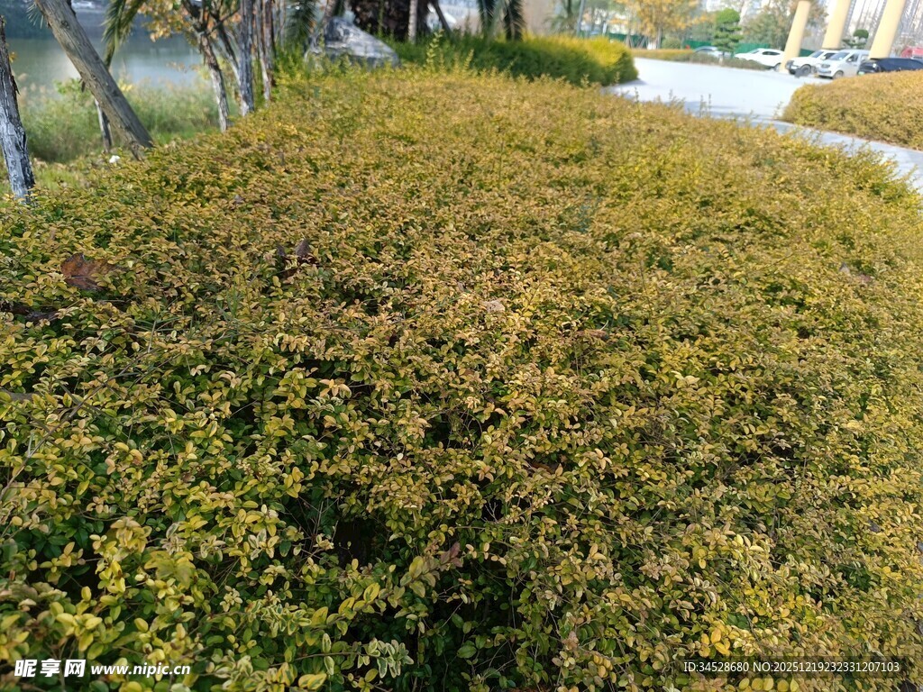 茂盛的绿植灌木丛