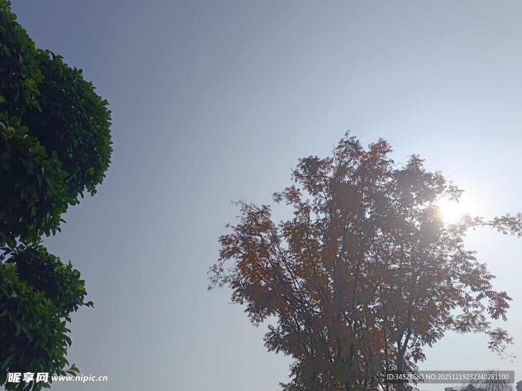 阳光下的树木景观