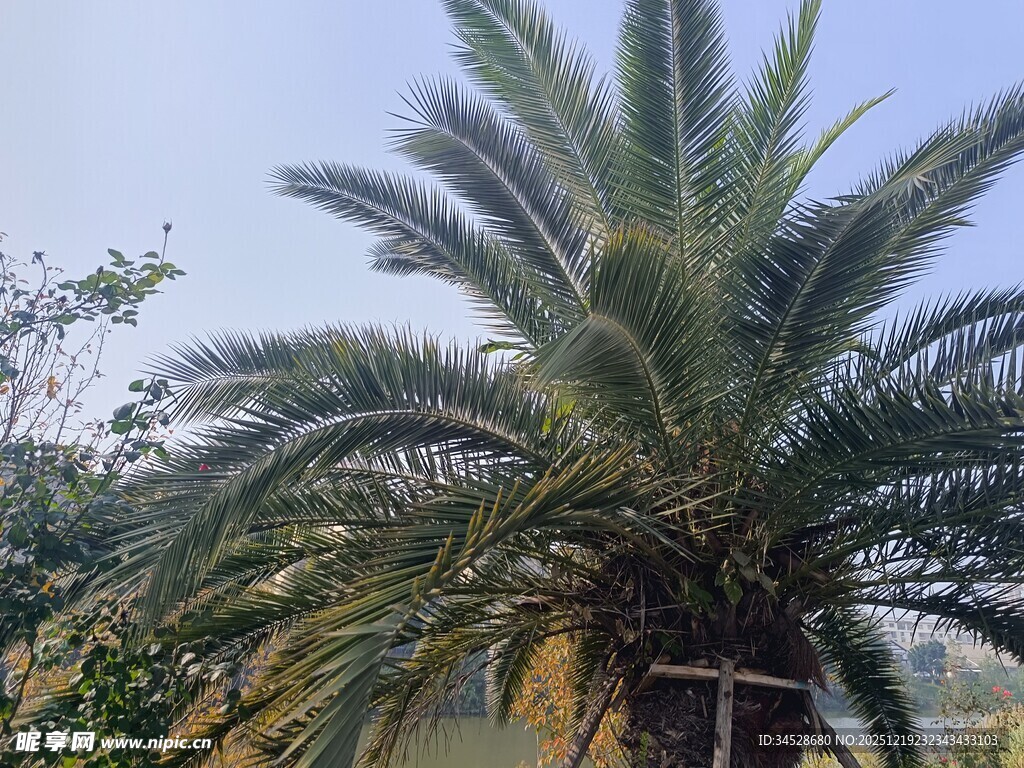高大挺拔的棕榈树