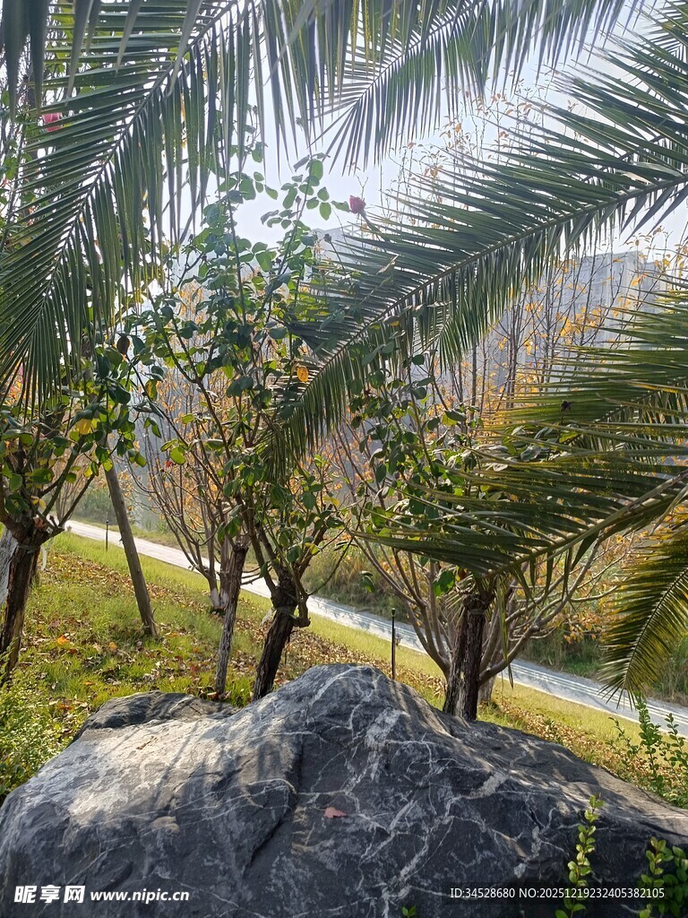 石旁葱郁棕榈树景观