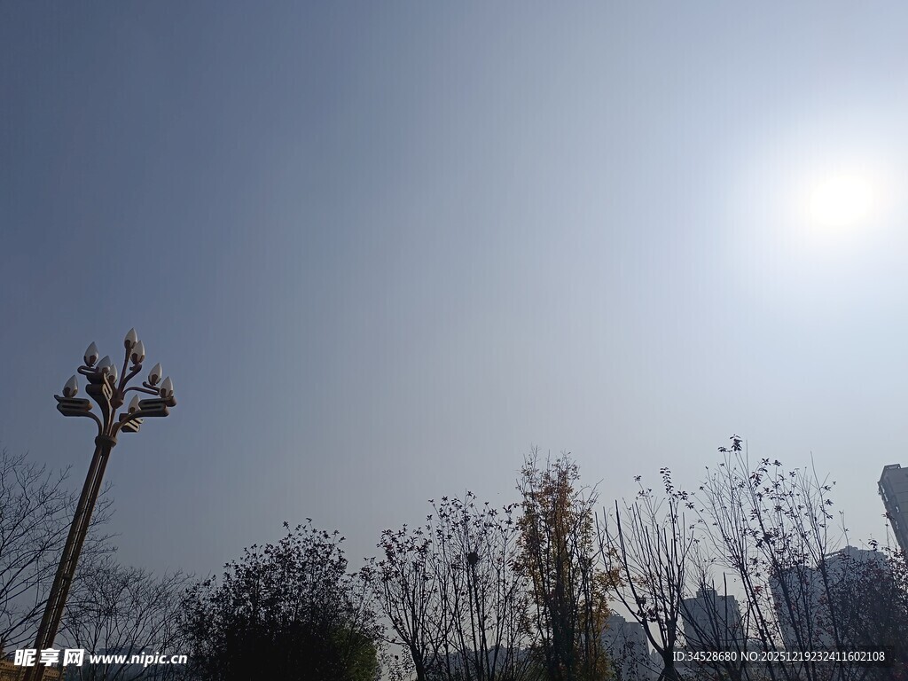 冬日暖阳下的树木与路灯