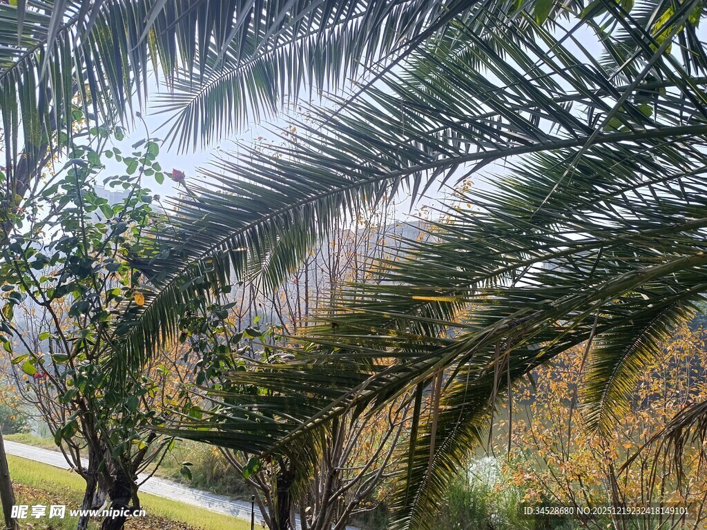 阳光下的棕榈树叶