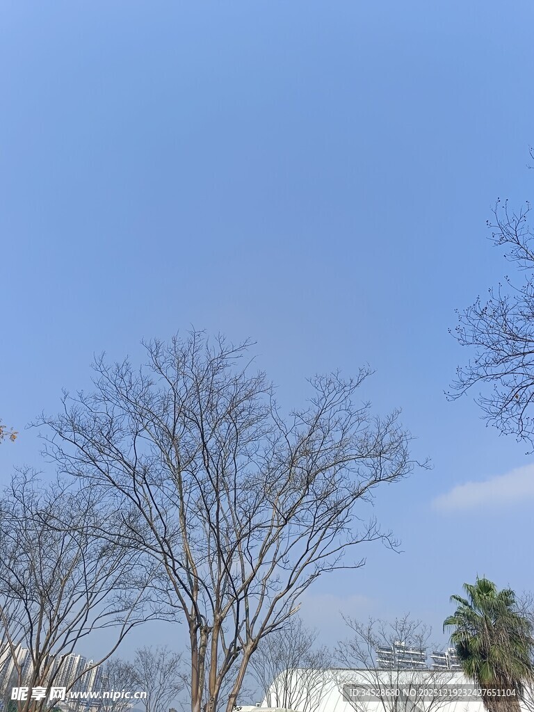 冬日枯树与蓝天景象