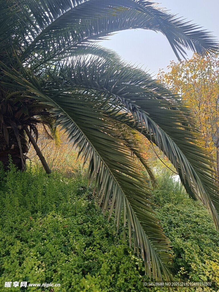 棕榈树下的翠绿景致