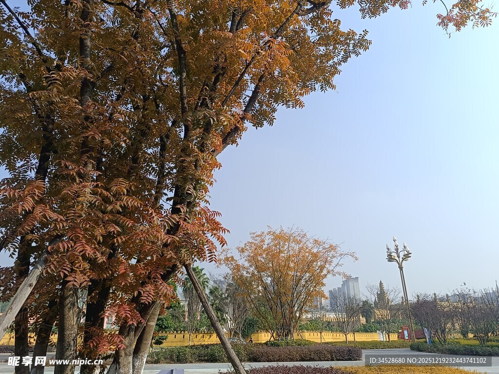 秋日公园树木风景