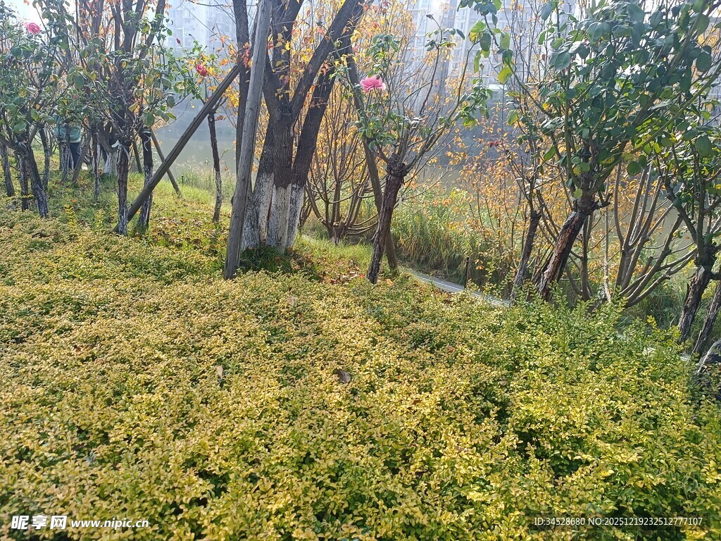 秋日林间落叶覆盖的草地