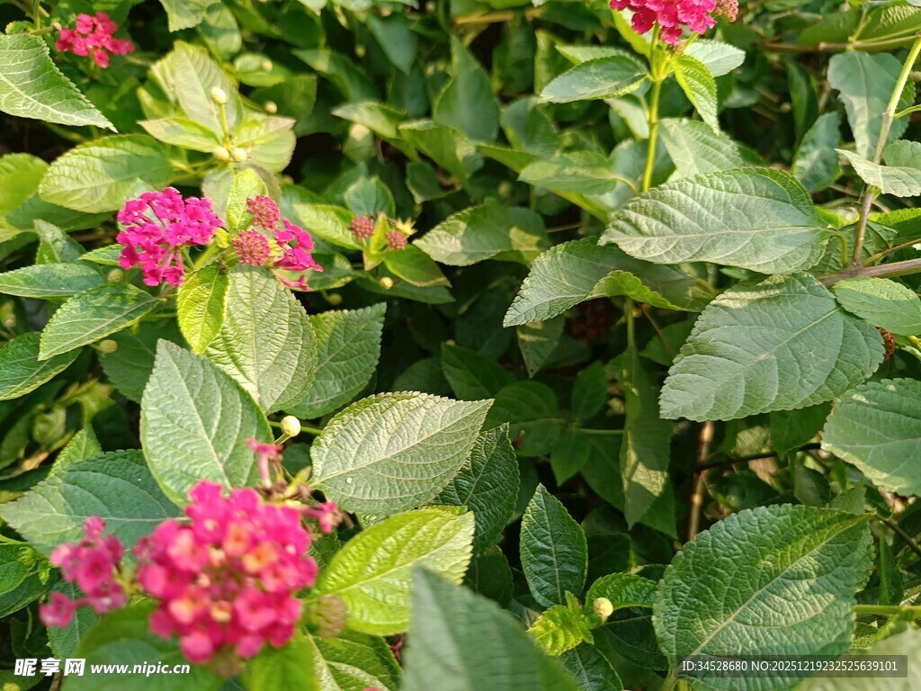 鲜艳粉色花朵与绿叶