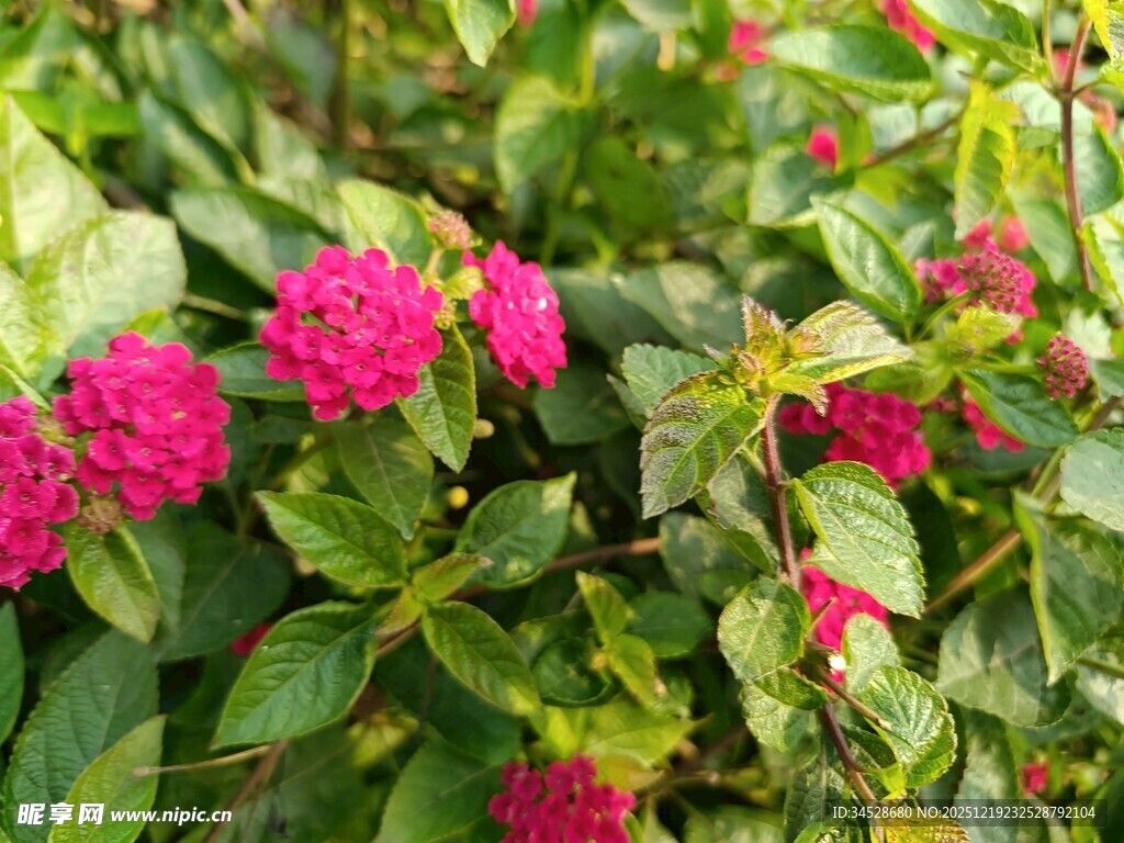 娇艳粉花绽放绿叶间