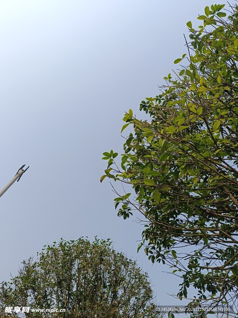 天空下的绿树与路灯