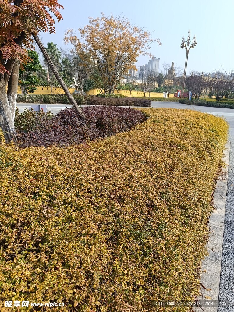 秋日修剪整齐的路边灌木丛