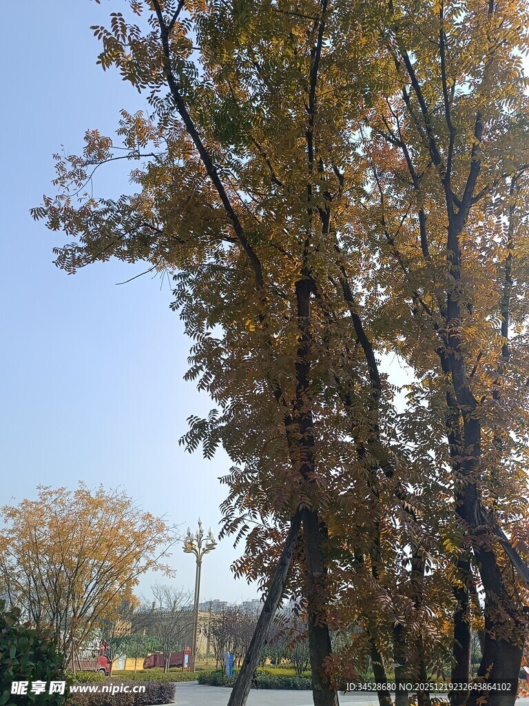 秋日挺拔树木景致