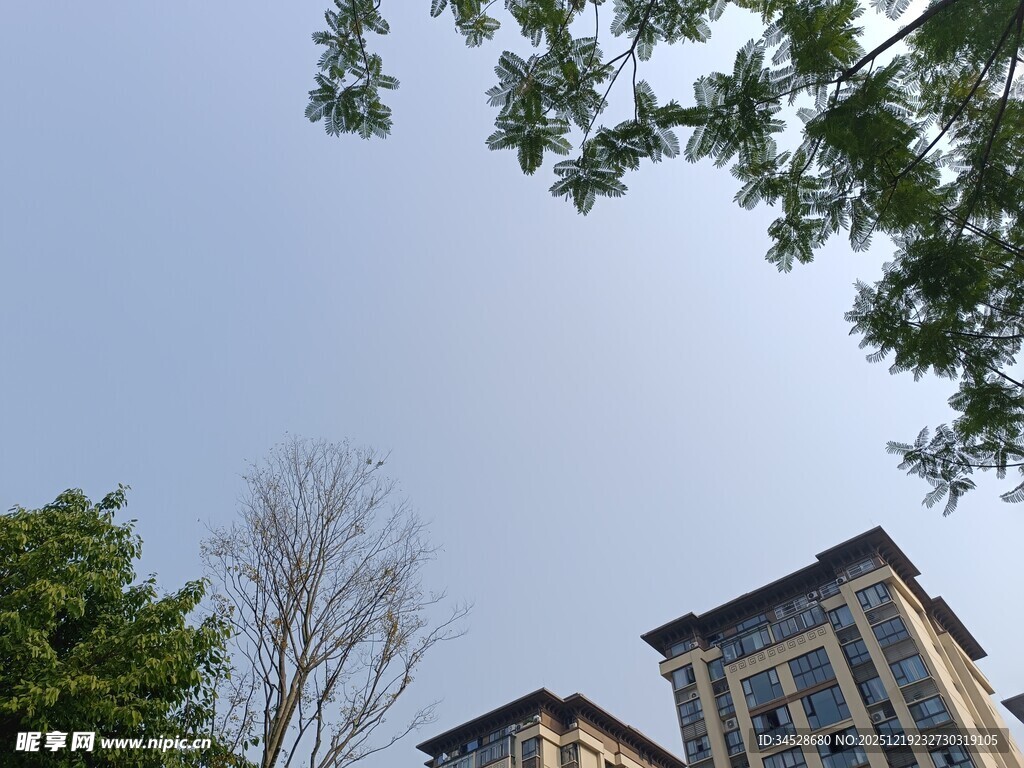 高楼旁的绿树与蓝天