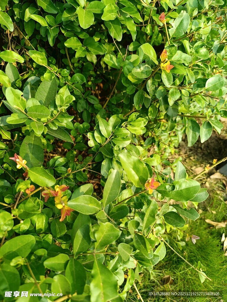 绿叶间的橙色果实