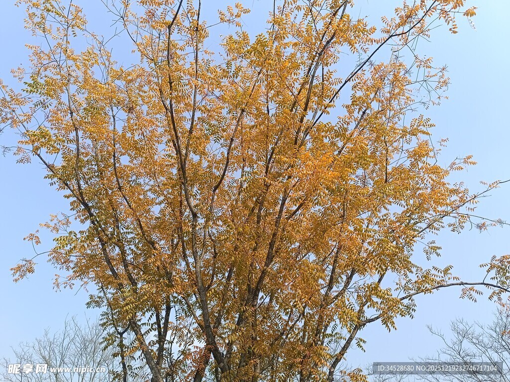 秋日金黄树叶的树木