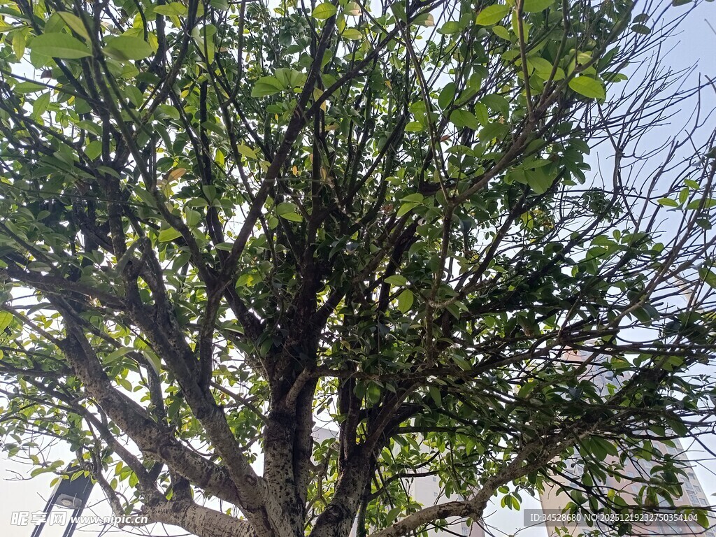 繁茂大树展现蓬勃生机