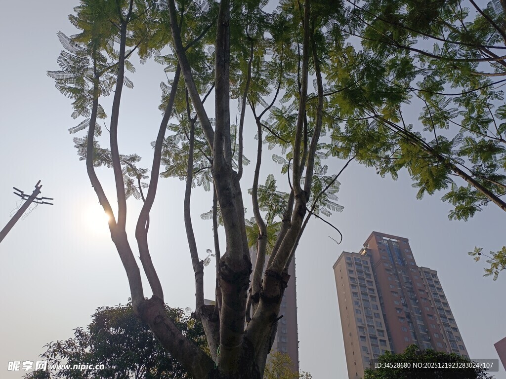 城市中挺拔的绿树