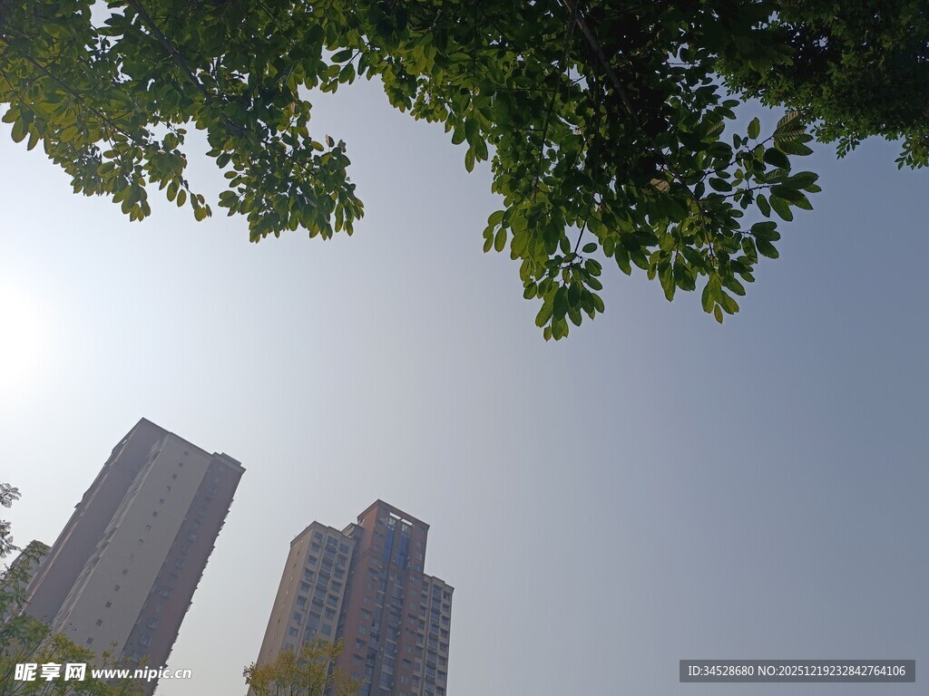 绿树掩映下的城市高楼