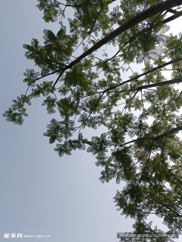 仰视绿树蓝天景象