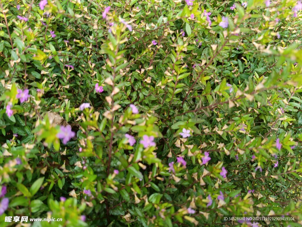 繁茂花丛中的紫色小花