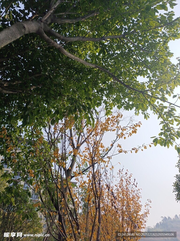 秋日树林间的斑驳光影