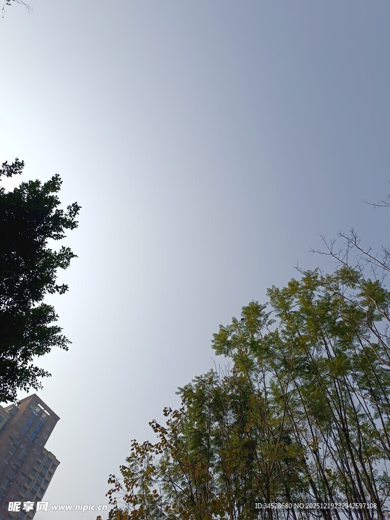 阳光下的树木与高楼