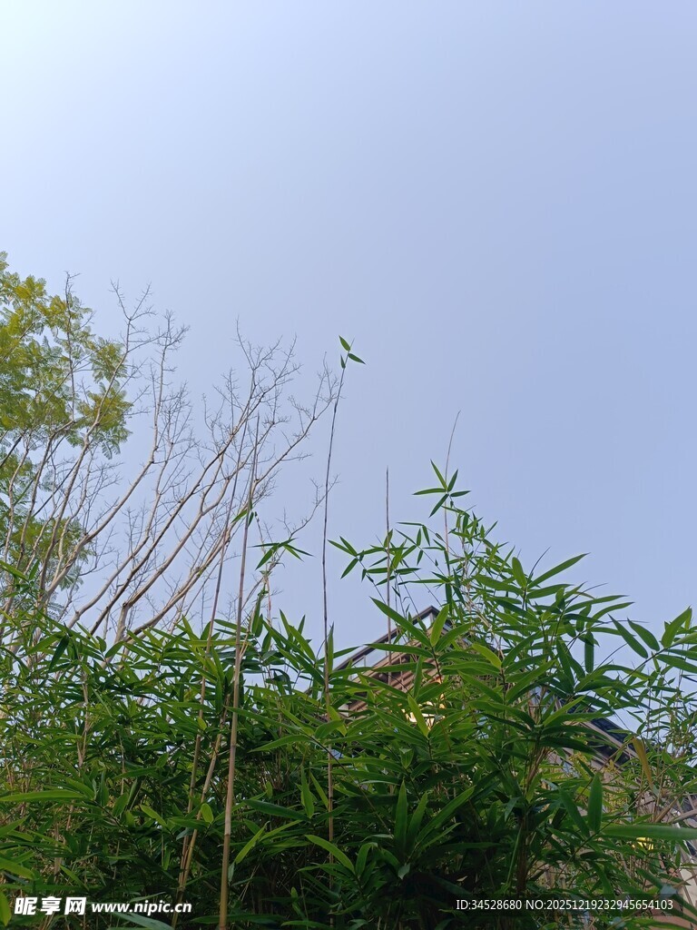 蓝天之下的葱郁绿植