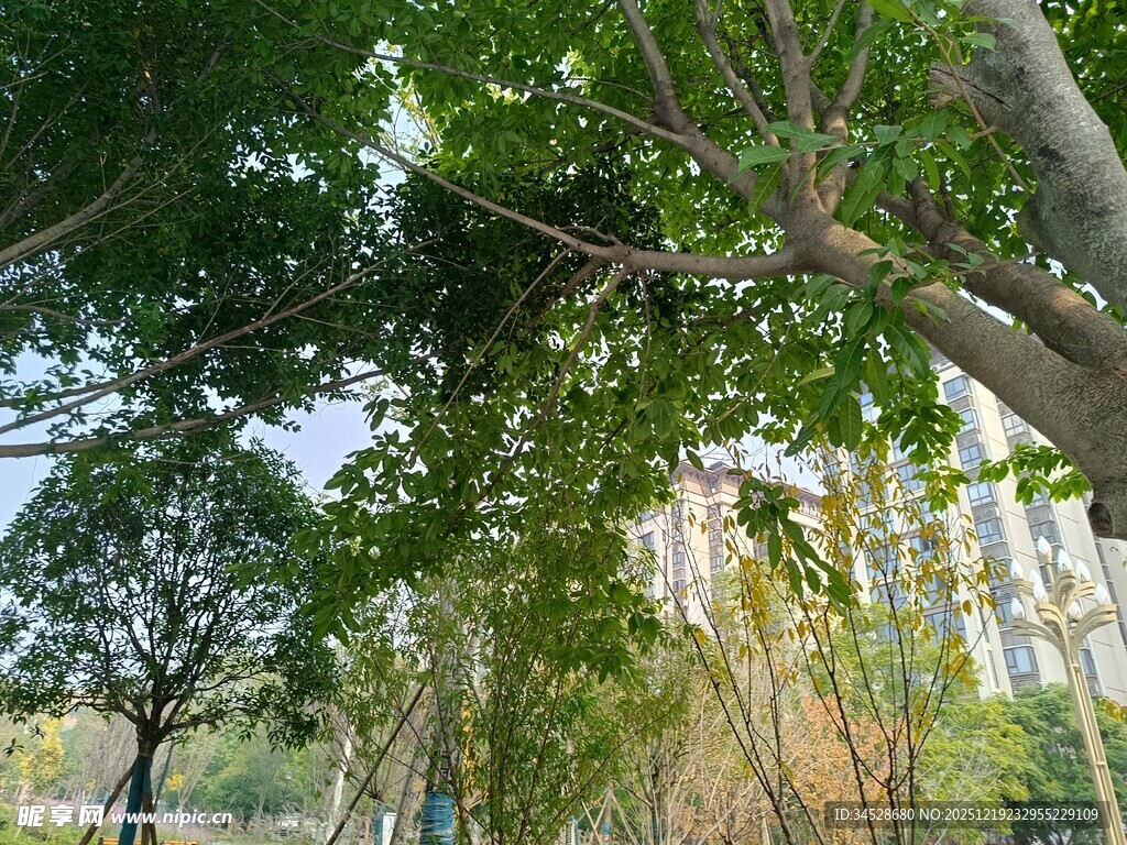 绿荫下的自然景致