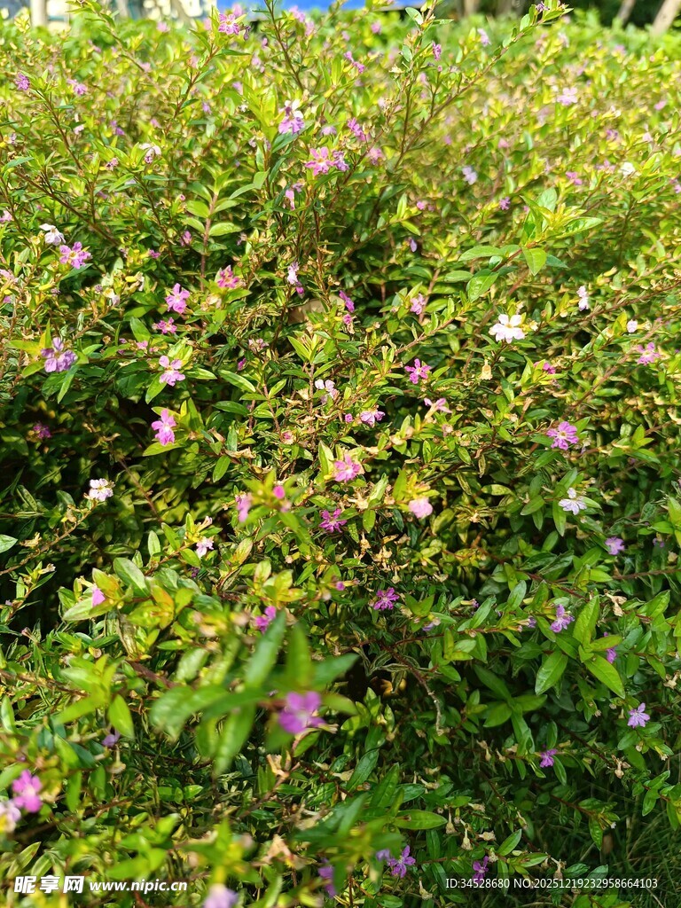 繁茂绿植中的点点紫花