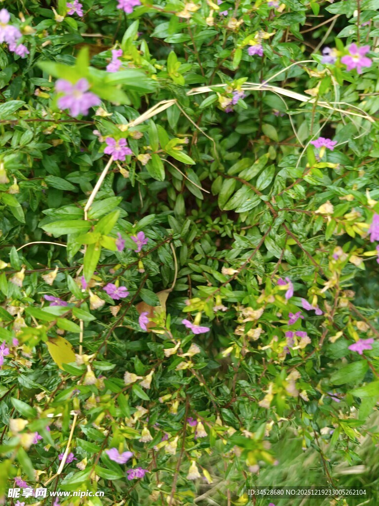 繁茂花丛中的紫色小花