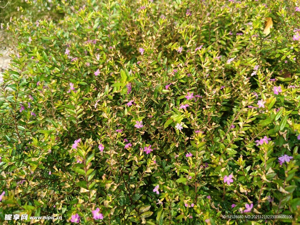 繁茂花丛绽放多彩小花