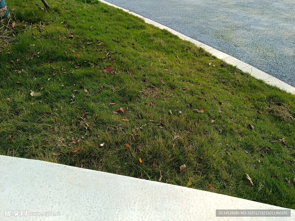 岸边绿草与水域景观