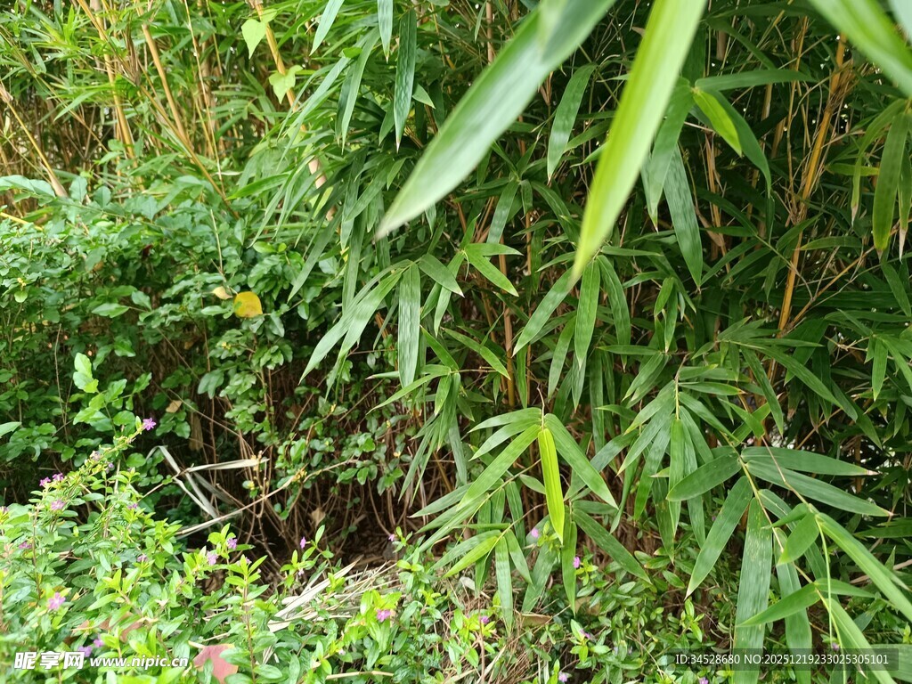 翠绿竹林中的繁茂植物