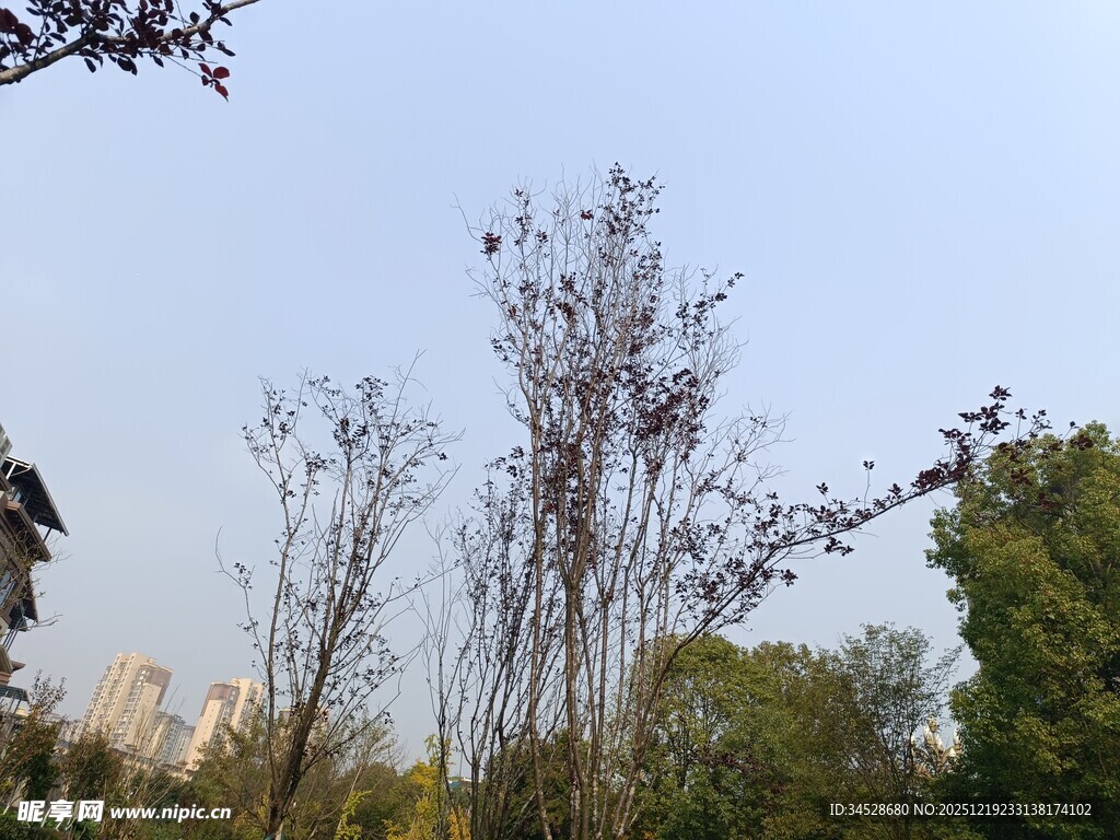 冬日萧瑟树木景观