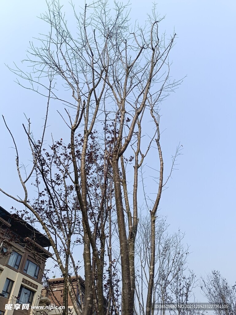 冬日枯树与建筑景观