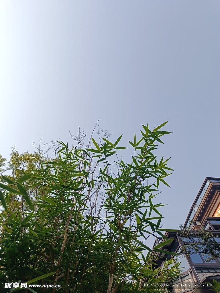 翠竹旁的房屋一角