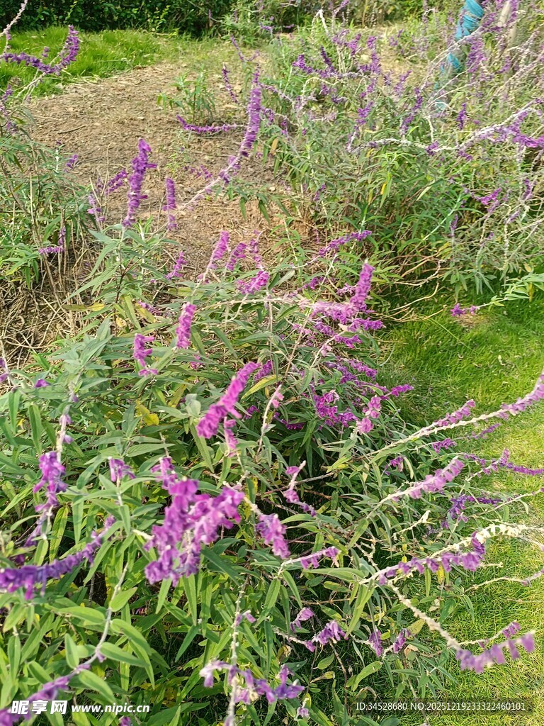 紫色花丛中的自然美景